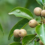 Photo Edible wild plants