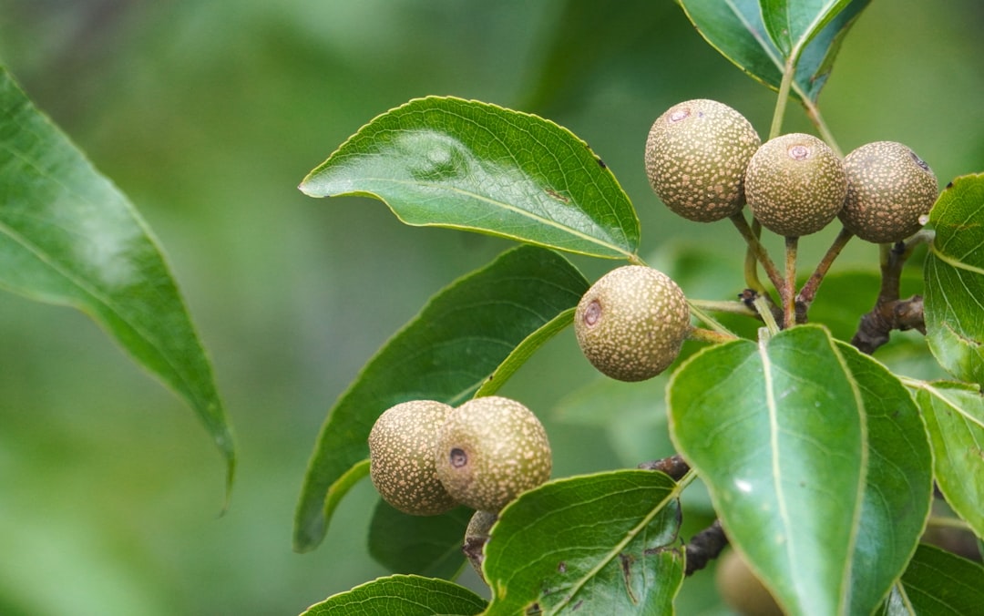 Photo Edible wild plants