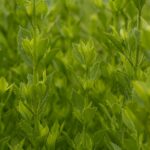 Photo Culinary meadow herbs