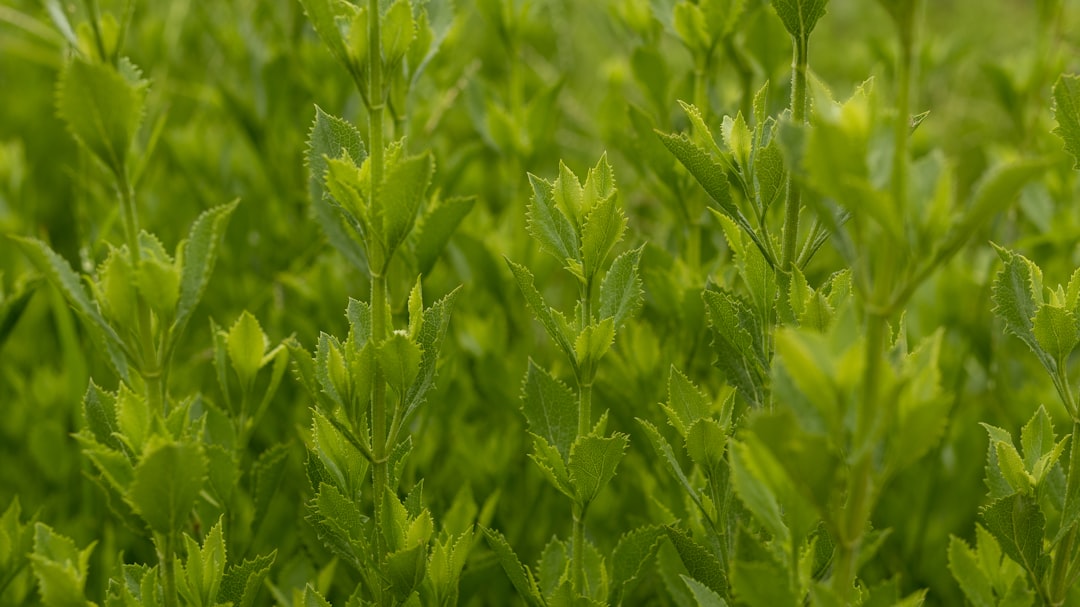 Photo Culinary meadow herbs