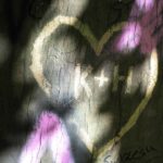 Photo oldest trees Poland