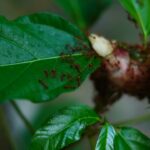 Photo Local food ecosystems